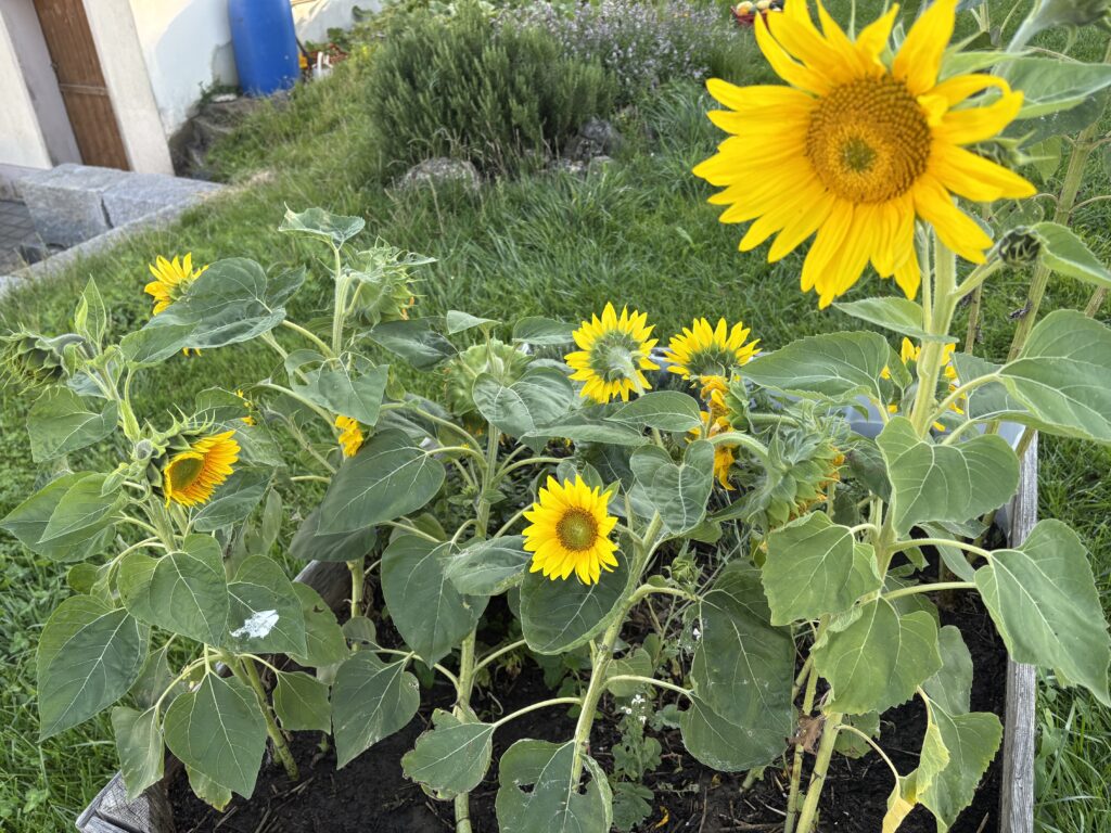 Titelbild des Blogeintrags